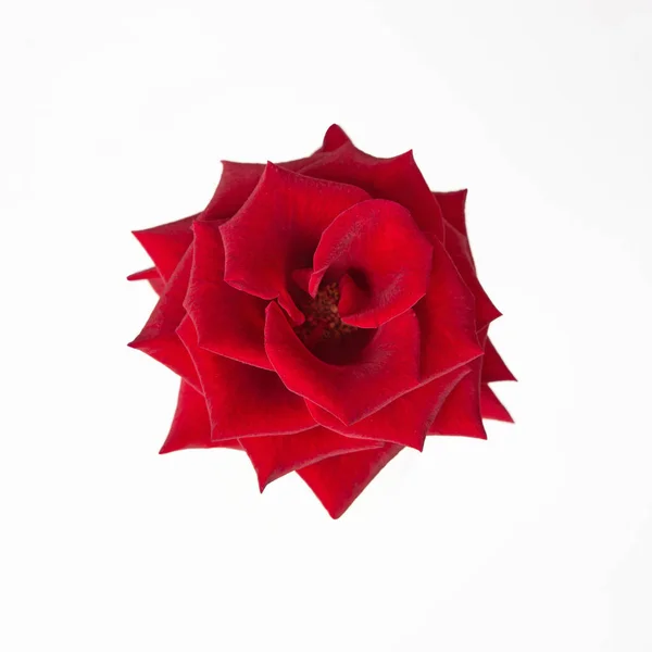 Rosa rossa fresca su uno sfondo bianco isolato . — Foto Stock