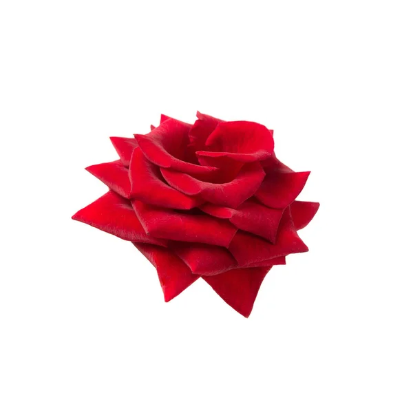 Rosa vermelha fresca sobre um fundo branco isolado . — Fotografia de Stock