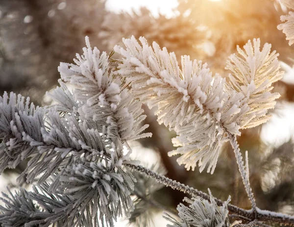 Branches de pin dans le givre. Le jour d'hiver. Gros plan . — Photo