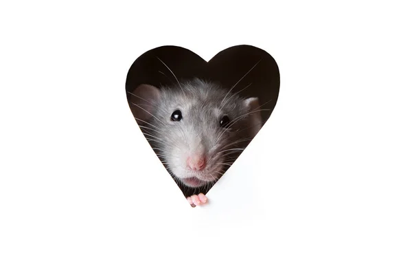 A cute funny rat is looking out of a heart-shaped hole in white paper. The pet is a dumbo rat. The rat is a symbol of the 2020 foot. — ストック写真