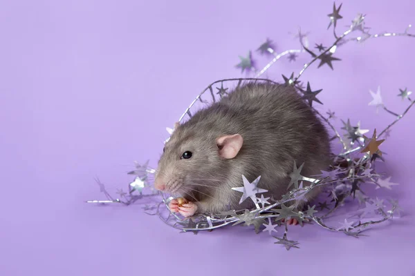 Charming rat dumbo with Christmas decorations on a purple background. 2020 year of the rat. — Stock Photo, Image
