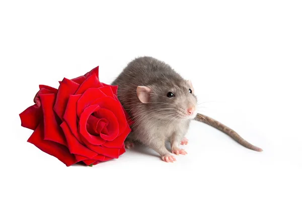 Czarujący szczur dumbo na białym, odizolowanym tle obok czerwonej róży. Kartka z życzeniami. Rok 2020 jest rokiem szczura. Piękne zwierzę. — Zdjęcie stockowe
