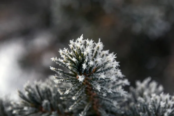 Borové větve s chraplavými krystaly. Zimní den. Vánoční pozadí. — Stock fotografie