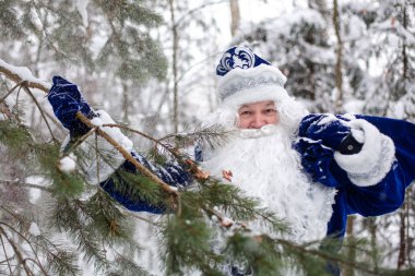 Peder Frost ormanda, karlı ağaçların arasında hediyelerle dolu bir çantayla. Rus Noel karakterleri Ded Moroz. Kış, Aralık. 