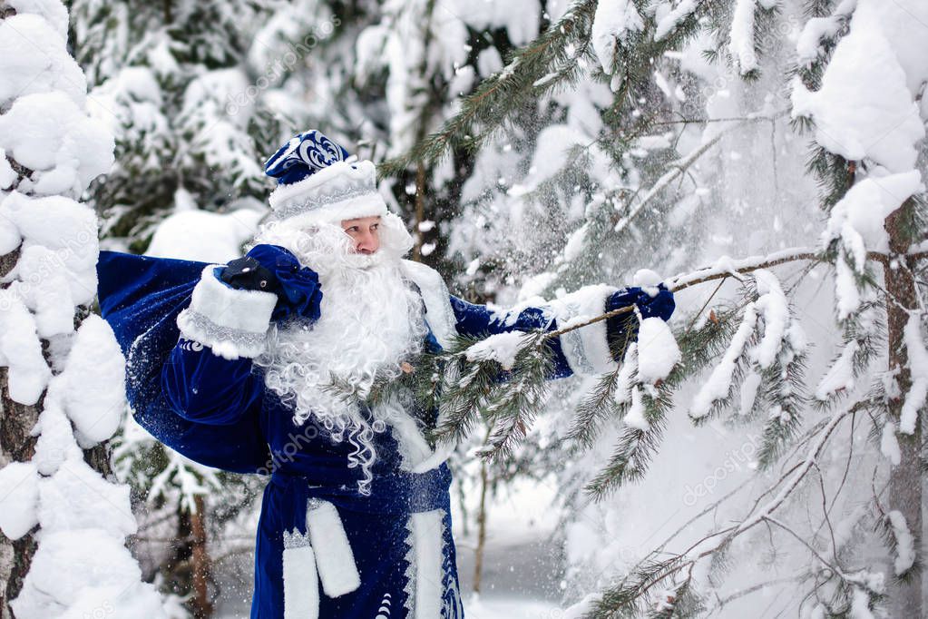 Father Frost with a bag of gifts in a snowy forest. Winter. Russian Christmas character Ded Moroz. Father Frost shakes off snow from the trees.
