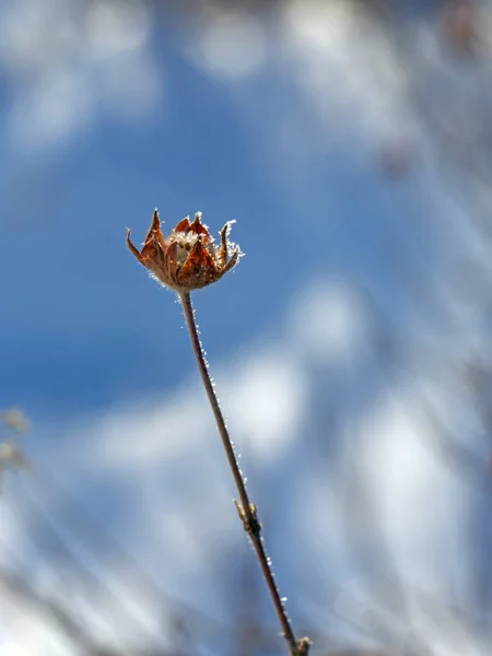 Bush de bouleau nain avec givre sur fond de neige blanche brillante. Ensoleillé hiver journée givré — Photo