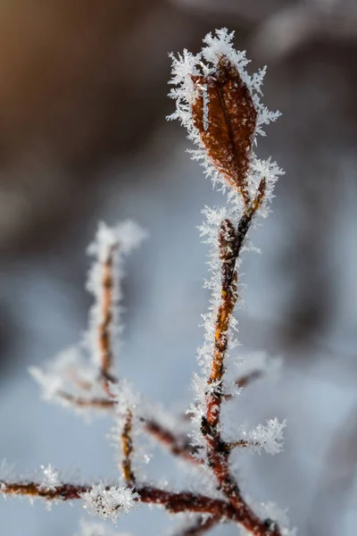 A branch with hoarfrost on a background of snow. Sunny winter frosty day. — Stock Photo, Image