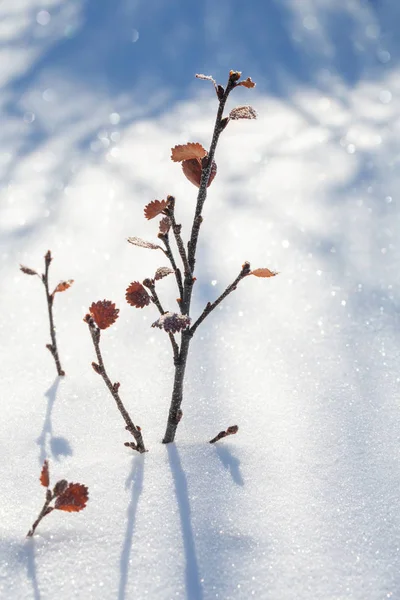 Un buisson de bouleau nain avec givre sur fond de neige brillante. Ensoleillé hiver journée givré — Photo