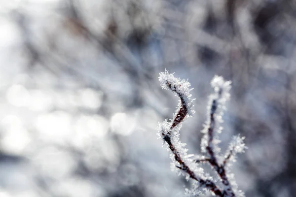 Větev s chrastítkem na pozadí sněhu. Slunečný zimní mrazivý den — Stock fotografie