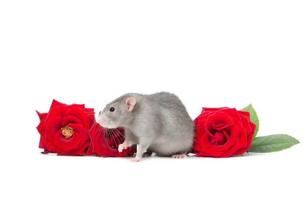 Encantador dumbo de rata sobre un fondo blanco aislado junto a rosas rojas frescas. Tarjeta de felicitación. 2020 es el año de la rata . — Foto de Stock