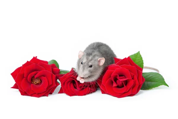 Encantador dumbo de rata sobre un fondo blanco aislado junto a rosas rojas frescas. Tarjeta de felicitación. 2020 es el año de la rata . — Foto de Stock