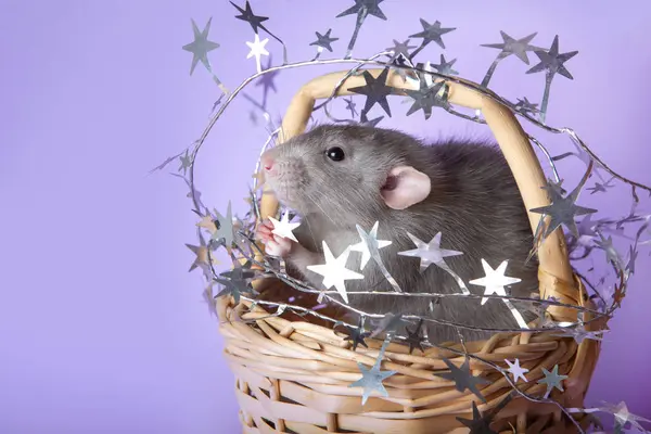 Charming rat dumbo in a wicker basket with Christmas decorations on a purple background. 2020 year of the rat. — Stock Photo, Image