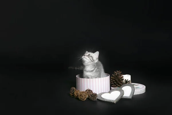 Niedliches Haustier. kleines Kätzchen in einem Geschenkkarton auf schwarzem Hintergrund. Grußkarte — Stockfoto