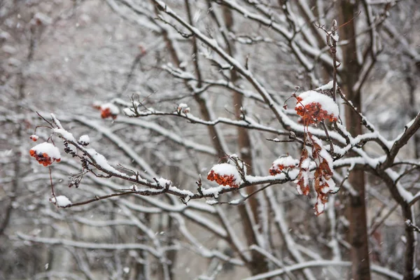 Wczesna zima. Rowan gałęzie ze śniegiem. Snowy zimowy dzień. — Zdjęcie stockowe