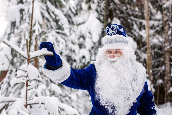 Father Frost with a bag of gifts in a snowy forest. Winter, December. Russian Christmas character Ded Moroz. Father Frost shakes off snow from the trees.