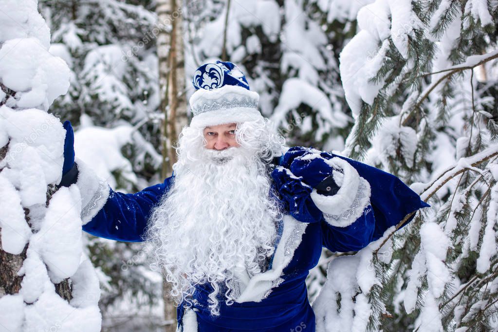 Father Frost with a bag of gifts in a snowy forest. Winter, Russian Christmas character Ded Moroz. Father Frost shakes off snow from the trees.