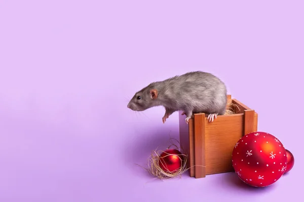 Decorative rat dumbo in a Santa hat in a wooden box on a lilac background. Lettering Happy New Year 2020. Christmas decorations. Year of the rat. Chinese New Year. — Stock Photo, Image