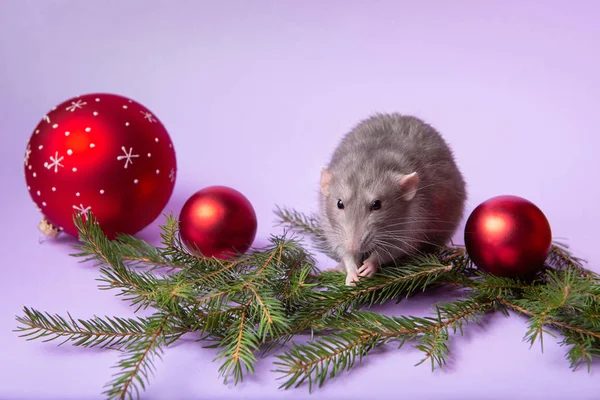 Encantadora mascota. Rata decorativa Dumbo con fondo lila. Ramas de abeto, juguetes de Navidad. 2020 Año de la rata. Año nuevo chino . —  Fotos de Stock