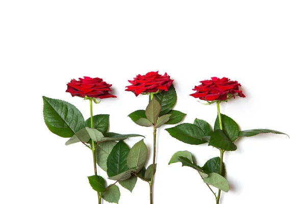 Rose rosse fresche su uno sfondo bianco isolato. Vista dall'alto. Bellissimi fiori . — Foto Stock