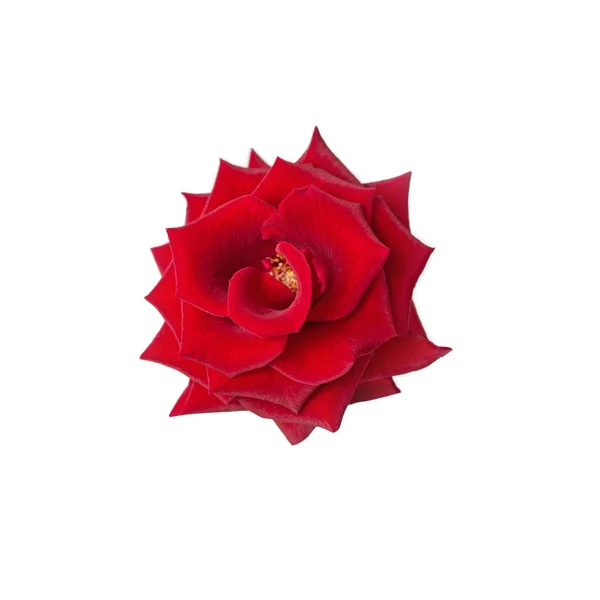 Rosa rossa fresca su uno sfondo bianco isolato. Bellissimo fiore . — Foto Stock