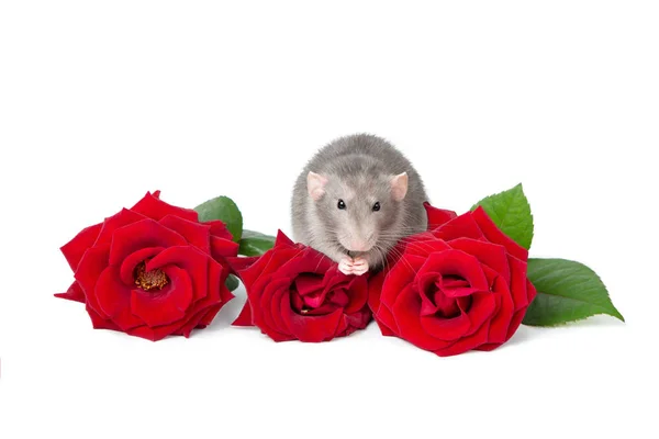 Γοητευτικός αρουραίος σε ένα λευκό απομονωμένο φόντο δίπλα σε φρέσκα κόκκινα τριαντάφυλλα. 2020 είναι το έτος του αρουραίου. — Φωτογραφία Αρχείου