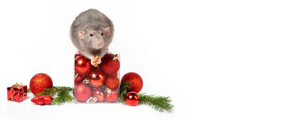 Banner. Encantadora rata Dumbo con decoraciones navideñas. 2020 año de la rata. Año Nuevo Chino. ramitas de abeto, bolas rojas de Navidad . —  Fotos de Stock