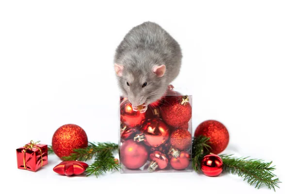 Charmant rat Dumbo avec des décorations de Noël. 2020 année du rat. Des branches d'épinette, des boules de Noël rouges. Carte de Noël. Nouvel An chinois . — Photo