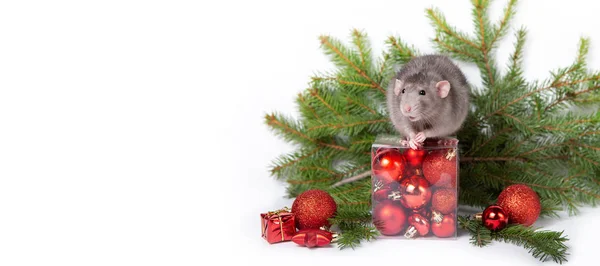 Encantadora rata Dumbo con decoraciones navideñas. 2020 año de la rata. Trozos de abeto, bolas rojas de Navidad. Tarjeta de Navidad. Año nuevo chino . —  Fotos de Stock