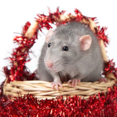 Hasır sepette kırmızı Noel süslemeleri olan sevimli sıçan Dumbo. Farenin 2020 yılı. Noel kartı. Çin Yeni Yılı. 