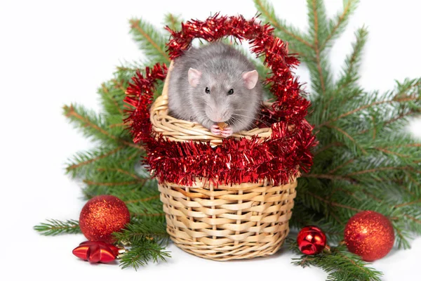 Charmant rat Dumbo avec des décorations de Noël. 2020 année du rat. Carte de Noël. Nouvel An chinois. Brindilles d'épinette, boules de Noël rouges . — Photo