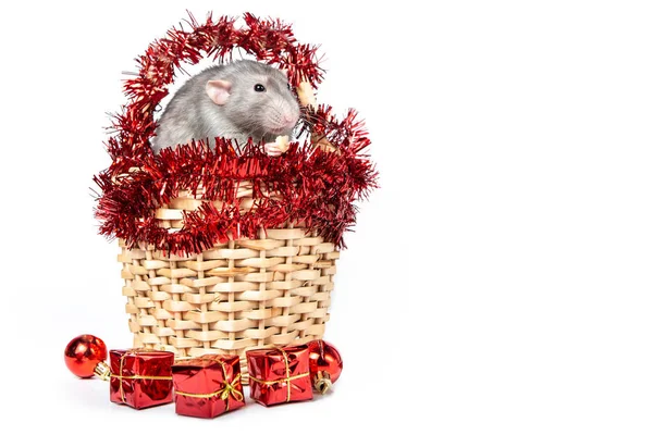 Charmant rat Dumbo dans un panier en osier avec des décorations de Noël rouges. 2020 année du rat. Carte de Noël. Nouvel An chinois . — Photo