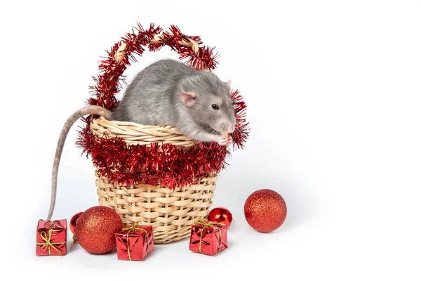 Encantadora rata Dumbo en una canasta de mimbre con decoraciones rojas de Navidad. 2020 año de la rata. Tarjeta de Navidad. Año nuevo chino . —  Fotos de Stock