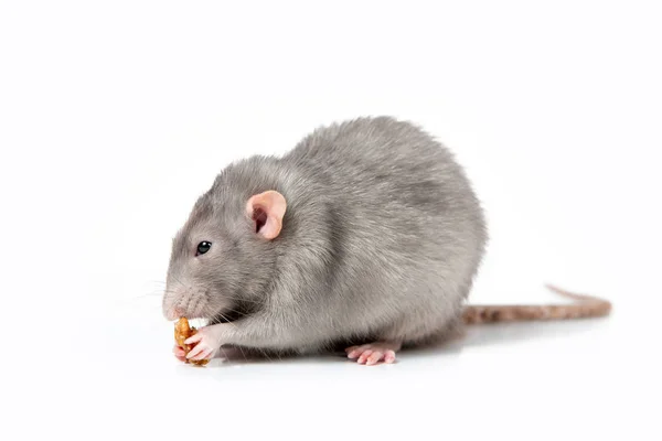 Dumbo ratto decorativo su uno sfondo bianco isolato mangia una noce. Primo piano. 2020 anno del ratto . — Foto Stock