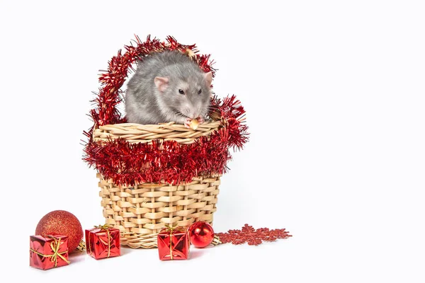 Charming rat Dumbo in a wicker basket with red Christmas decorations. 2020 year of the rat. Christmas card. Chinese New Year. — Stock Photo, Image