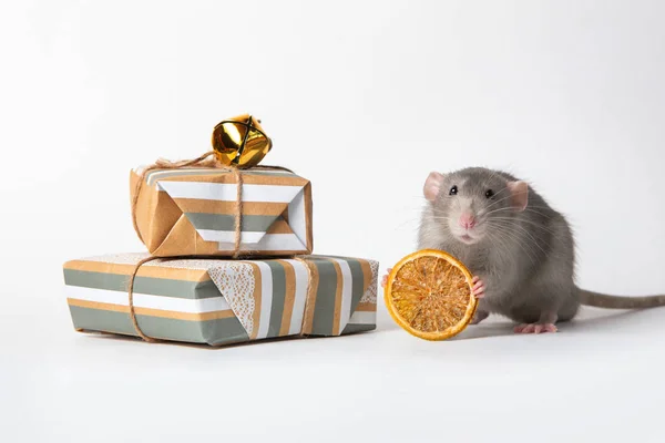 Charming pet. Decorative dumbo rat on a white isolated background. Nearby are gifts and dried orange. 2020 Year of the rat. — Stock Photo, Image