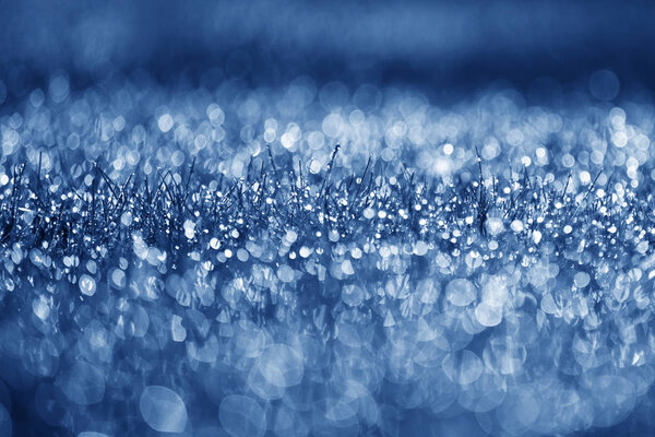 Bright bluen grass with drops of dew, beautiful bokeh, early morning. Gentle singing picture. Color Year 2020, blue classic.