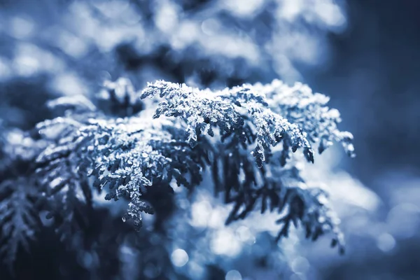 Branche de Thuja avec cristaux de glace. Journée givrée d'hiver, Bokeh. Fond flou. Couleur 2020. Photo tonique. Couleur classique bleue . — Photo