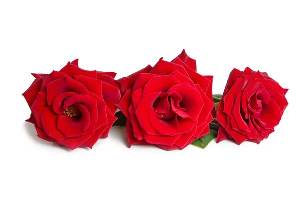 Rose rosse fresche su uno sfondo bianco isolato. Bellissimi fiori. Primo piano . — Foto Stock