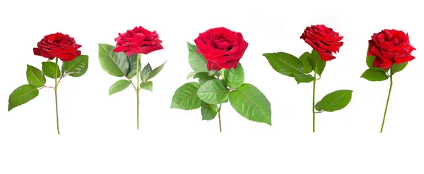Zestaw czerwonych róż na białym, odizolowanym tle. Zbliżenie. Elementy dekoracji. Piękne kwiaty. — Zdjęcie stockowe