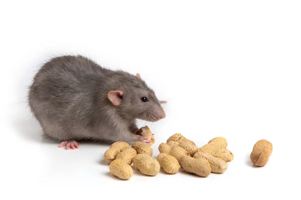 En charmig dumbo råtta på en vit isolerad bakgrund äter jordnöt. Söta husdjur. Symbolen för 2020. Kinesiska nyåret. — Stockfoto