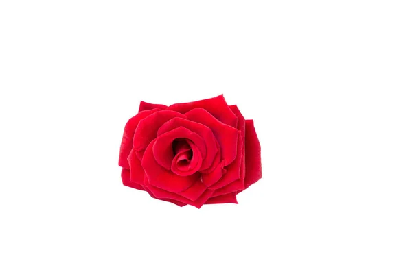 Rosa rossa fresca su uno sfondo bianco isolato. Bellissimo fiore . — Foto Stock