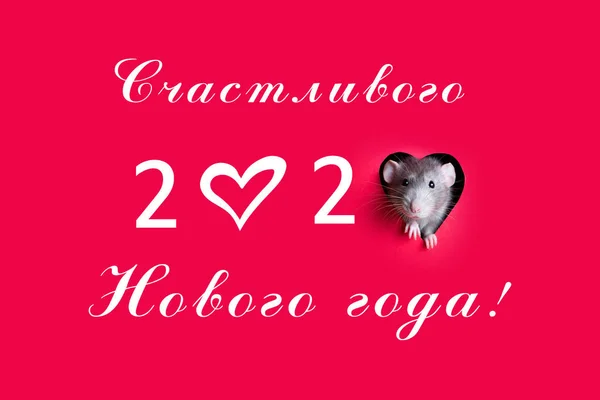 Милая забавная крыса смотрит из отверстия в красной бумаге в форме сердца. Питомец тупая крыса. Крыса является символом 2020 года. Надпись на русском языке "С Новым годом!" 2020 год - год крысы . — стоковое фото