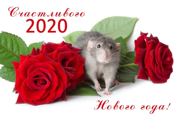 Крыса на белом изолированном фоне рядом со свежими красными розами. Надпись на русском языке "С Новым годом!" 2020 год - год крысы . — стоковое фото