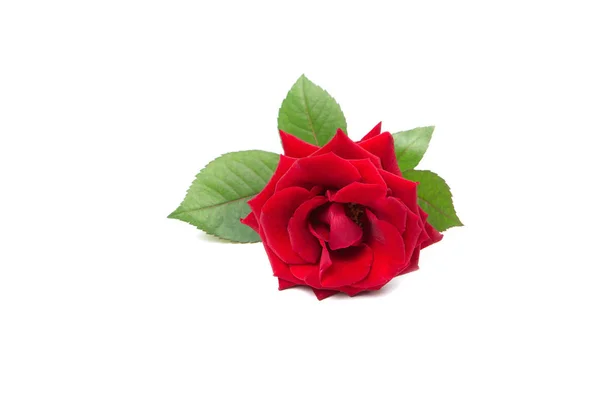 Fresh red rose on a white isolated background. Beautiful flower. Stock Photo
