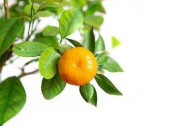 Mandallı, beyaz izole bir arka plan. Ağaçta yetişen turunçgiller.. 