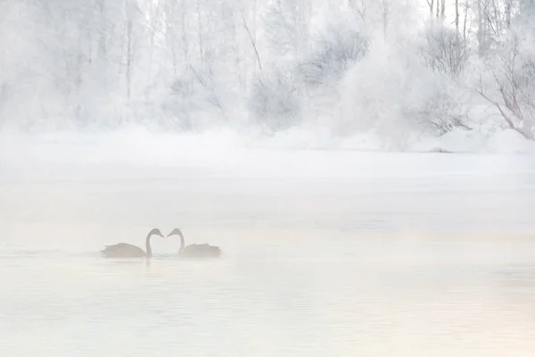 Dos cisnes en un lago en una mañana brumosa. Belleza de la naturaleza. Nieve cubierto paisaje . —  Fotos de Stock