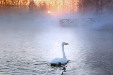 Whooper swan on a lake on a foggy morning at dawn. Wildlife. Beauty of nature. 