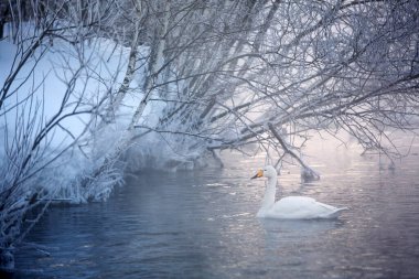 Whooper swan on a lake on a foggy morning. Beauty of nature. Snow covered landscape.