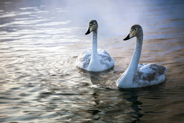 Two whooper swans on a lake on a foggy morning. Wildlife. Beauty of nature. — Stock Photo, Image
