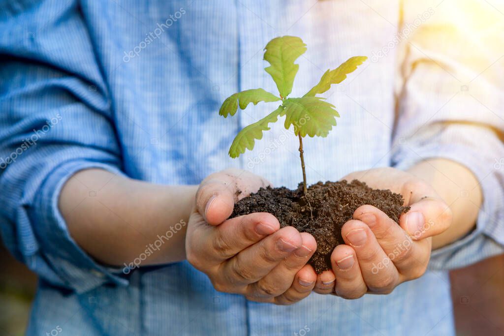 A teenager holds an oak seedling in his palms. Concept - reforestation, eco friendly. Hands with the ground. Sunny spring day.